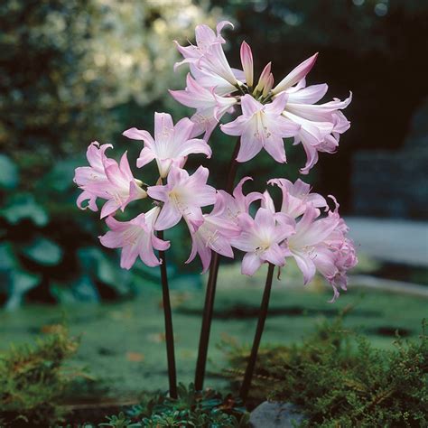 naked ladies plant|Plant database entry for Naked Lady (Amaryllis belladonna) with。